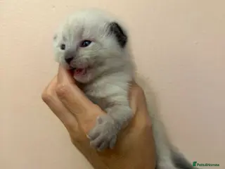 Mixed Breed cats Kittens - Advert 14