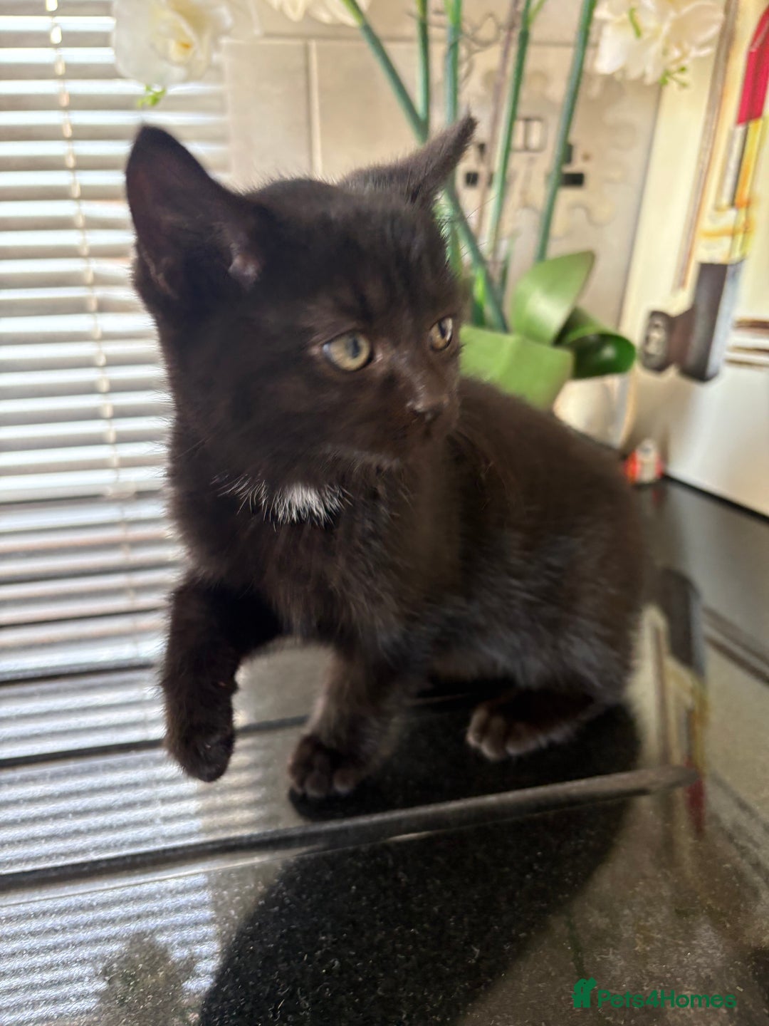 British Shorthair cats for sale: Black kitten for sale - Advert 13