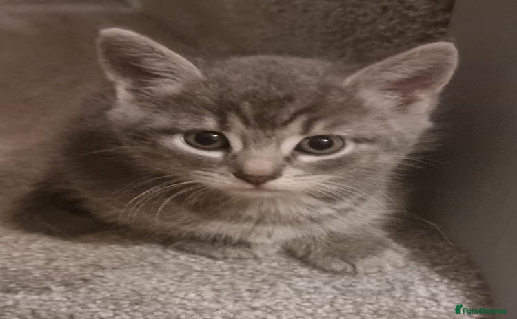 Mixed Breed cats - Advert 1