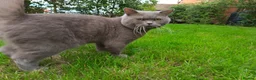 British Shorthair cats for sale: British Shorthair Lilac and Cream GCCF registered  - Advert 13