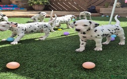 Dalmatian dogs for sale: 3 males available - Image 2