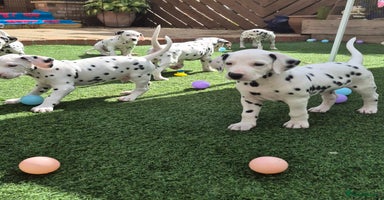 Dalmatian dogs - Advert 1