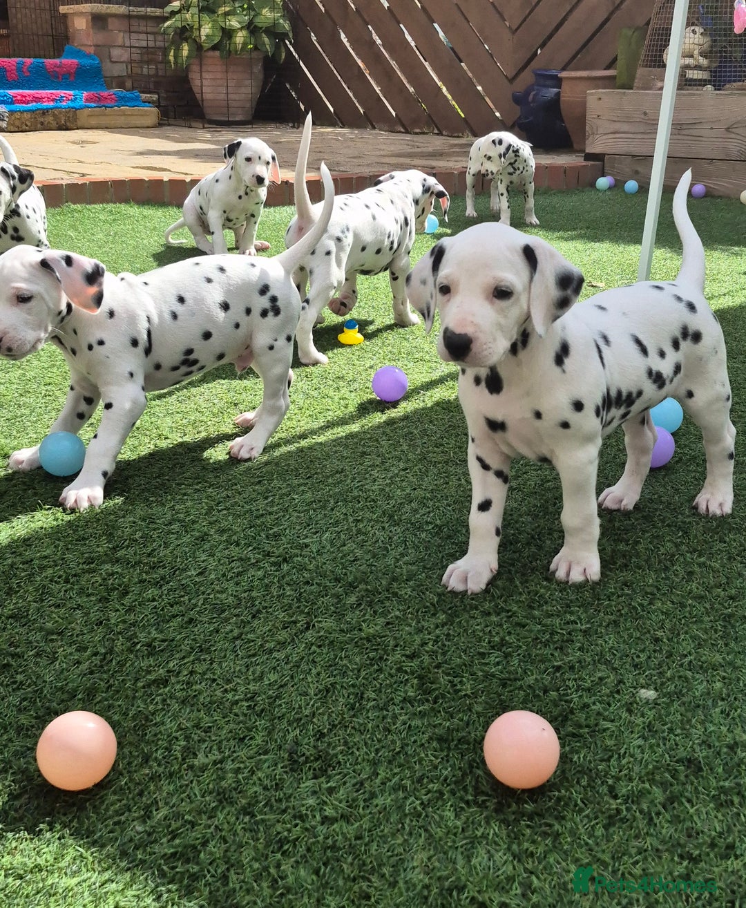 Dalmatian dogs for sale: 3 males available - Image 2
