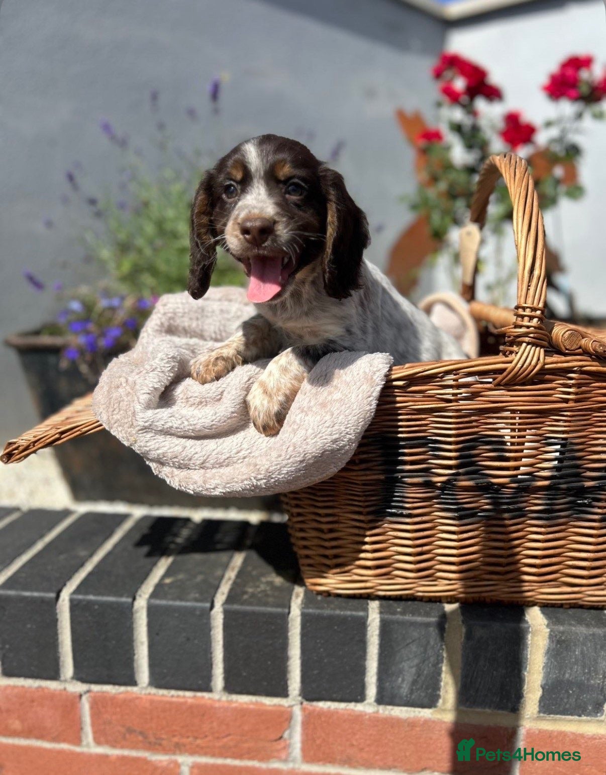 Cocker Spaniel dogs 🩷KC REGISTERD COCKER SPANIEL CHAMPION BLOODLINE🩵 - Advert 1