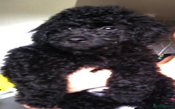 Cockapoo dogs for sale: Lucky  - Image 14