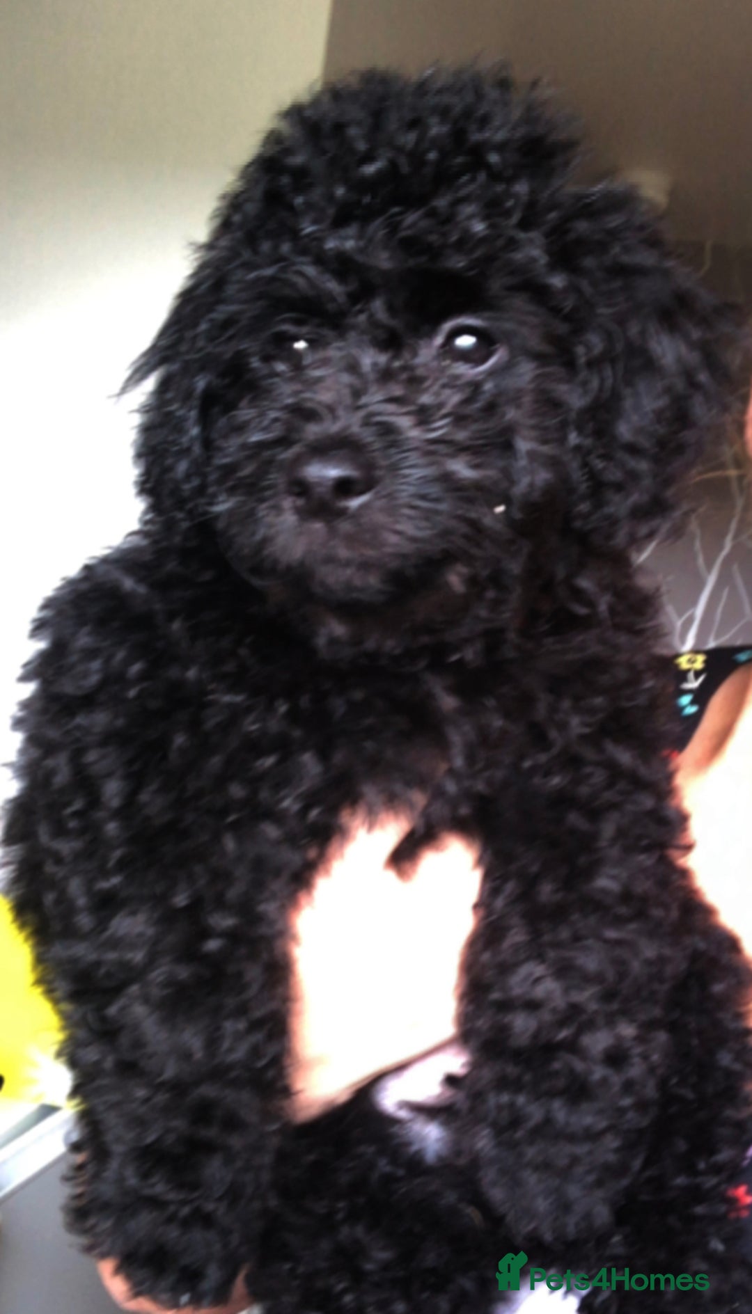 Cockapoo dogs for sale: Lucky  - Image 14