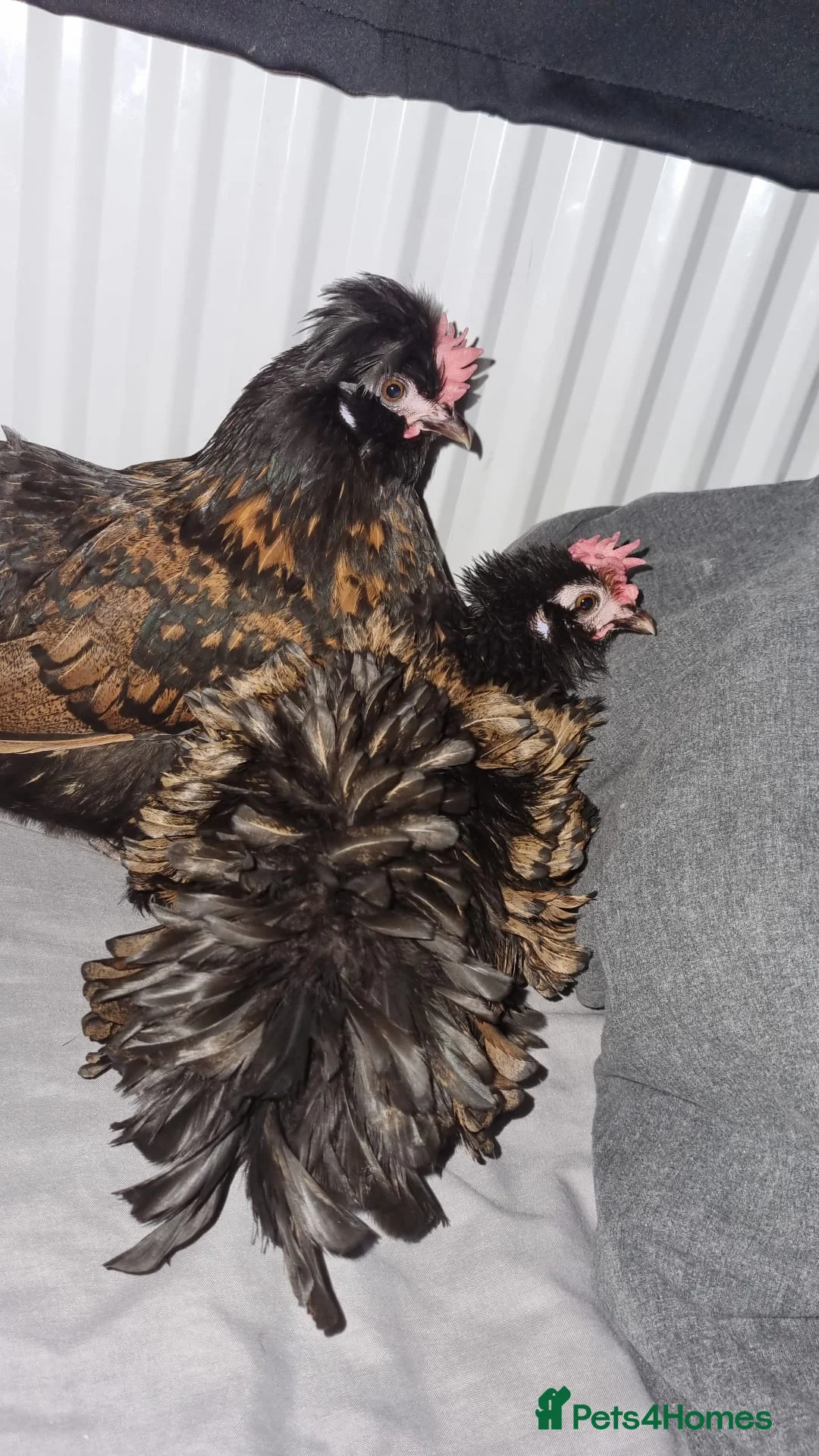Chickens poultry for sale: 2 female frizzle chickens  in Isleworth - Advert 2