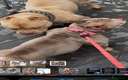 American Bully dogs for sale: 🦍🩸cowboy🤠- micro bully’s for sale  - Image 13