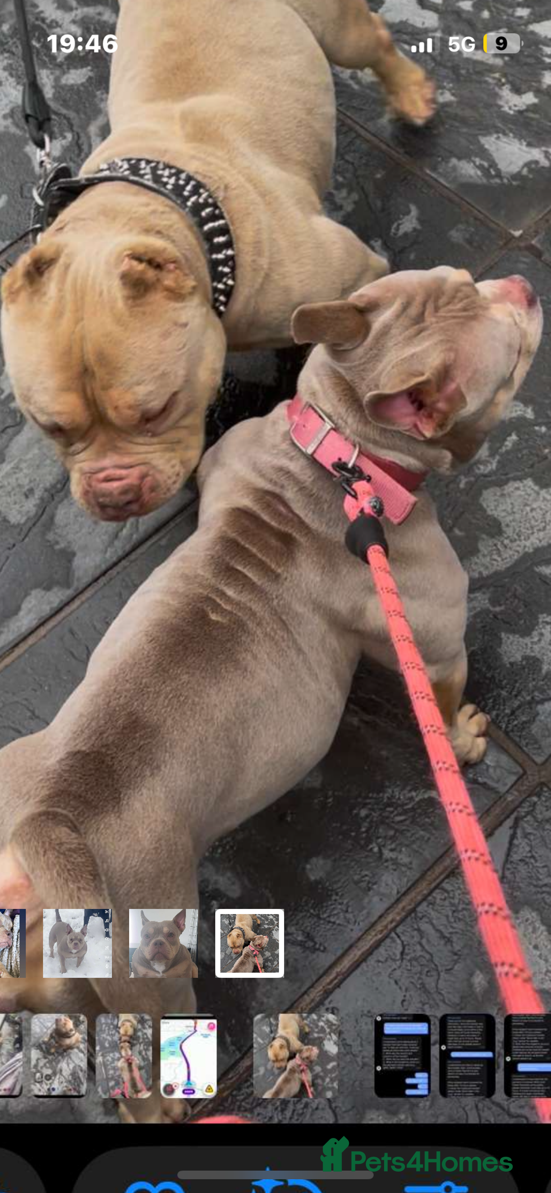 American Bully dogs for sale: 🦍🩸cowboy🤠- micro bully’s for sale  - Image 13