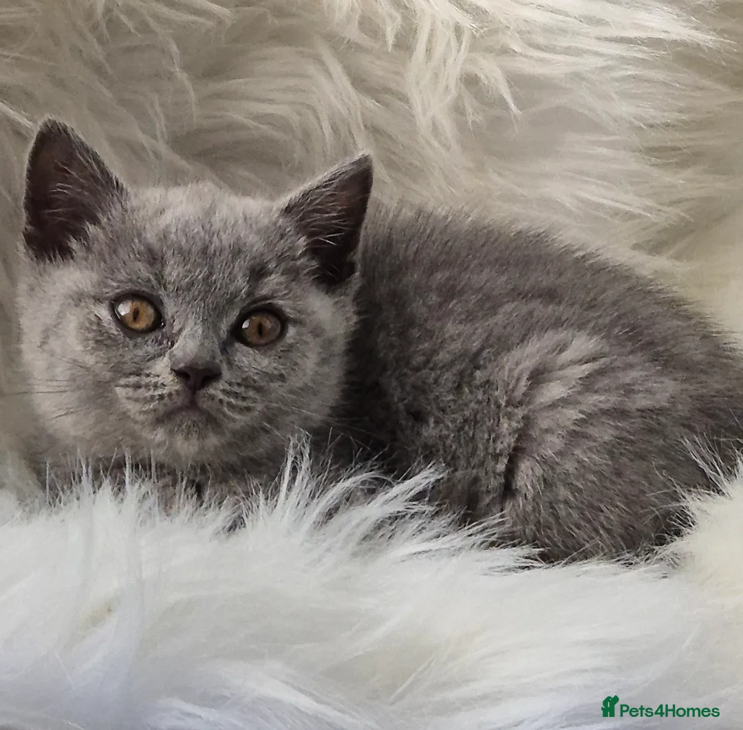 British Shorthair cats for sale: Stunning BSH kitten GCCF Reg Champion sired - Advert 31