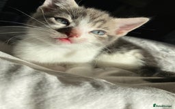 Mixed Breed cats for sale: One beautiful boy - Image 10