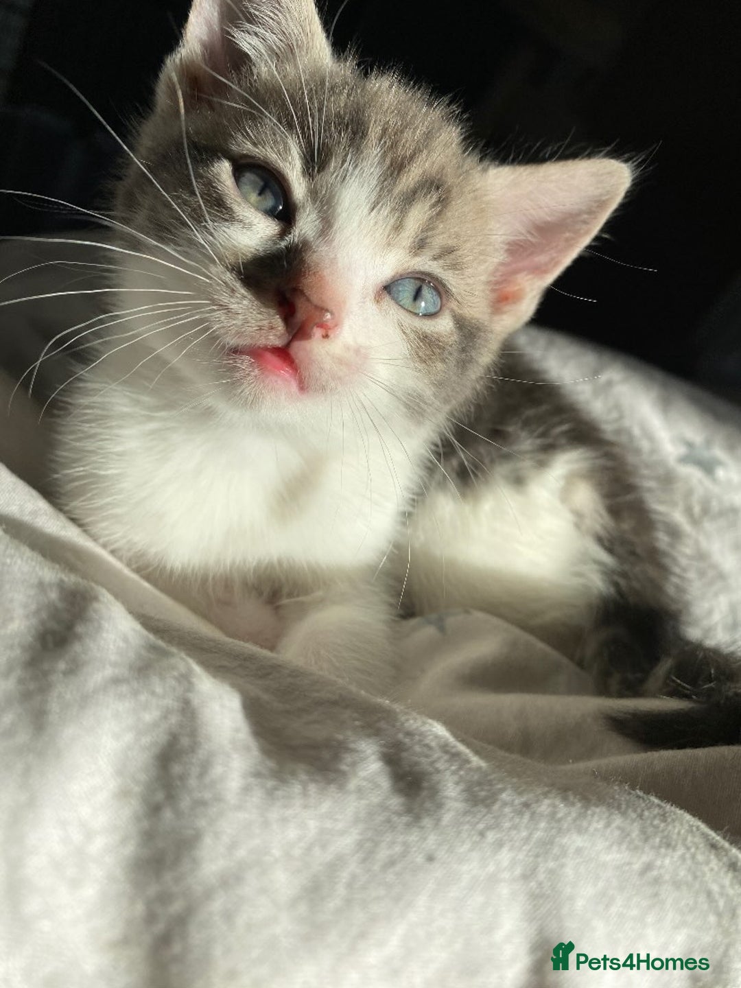 Mixed Breed cats for sale: One beautiful boy - Image 10