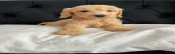 Cockapoo dogs for sale: Cockerpoo Puppies  - Advert 19