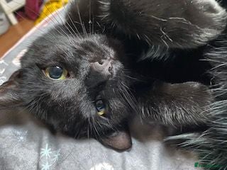 Mixed Breed cats Abel and Loki (For Adoption) Senior Cats - Advert 3