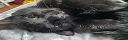 Mixed Breed cats for sale: Abel and Loki (For Adoption) Senior Cats - Advert 1