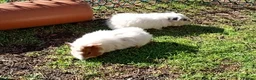 Guinea Pig rodents for sale: Beautiful baby girl piggies  - Advert 18