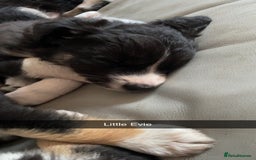 Border Collie dogs for sale: Border collie pups - Image 9