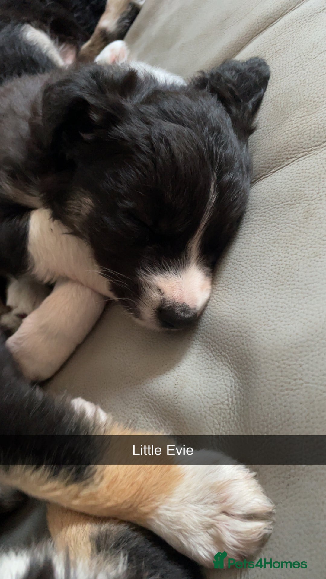 Border Collie dogs for sale: Border collie pups - Image 9