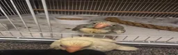Parakeets birds for sale: Kakariki babies  - Advert 29