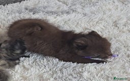 Pomeranian dogs for sale: Solid chocolate KC female  - Image 4