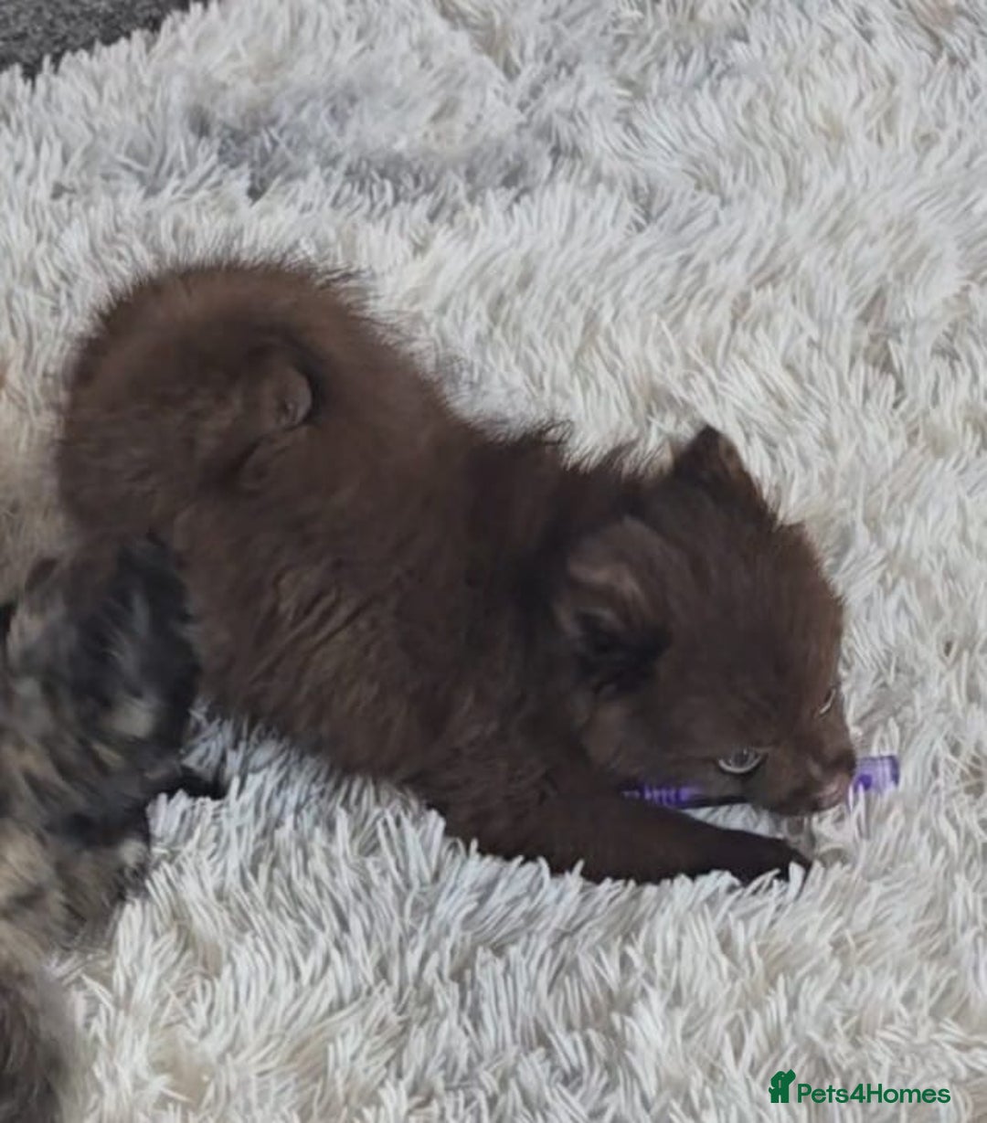 Pomeranian dogs for sale: Solid chocolate KC female  - Image 4