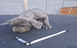 Cane Corso dogs for sale: Look 👀 absolutely stunning cane corso. - Image 34