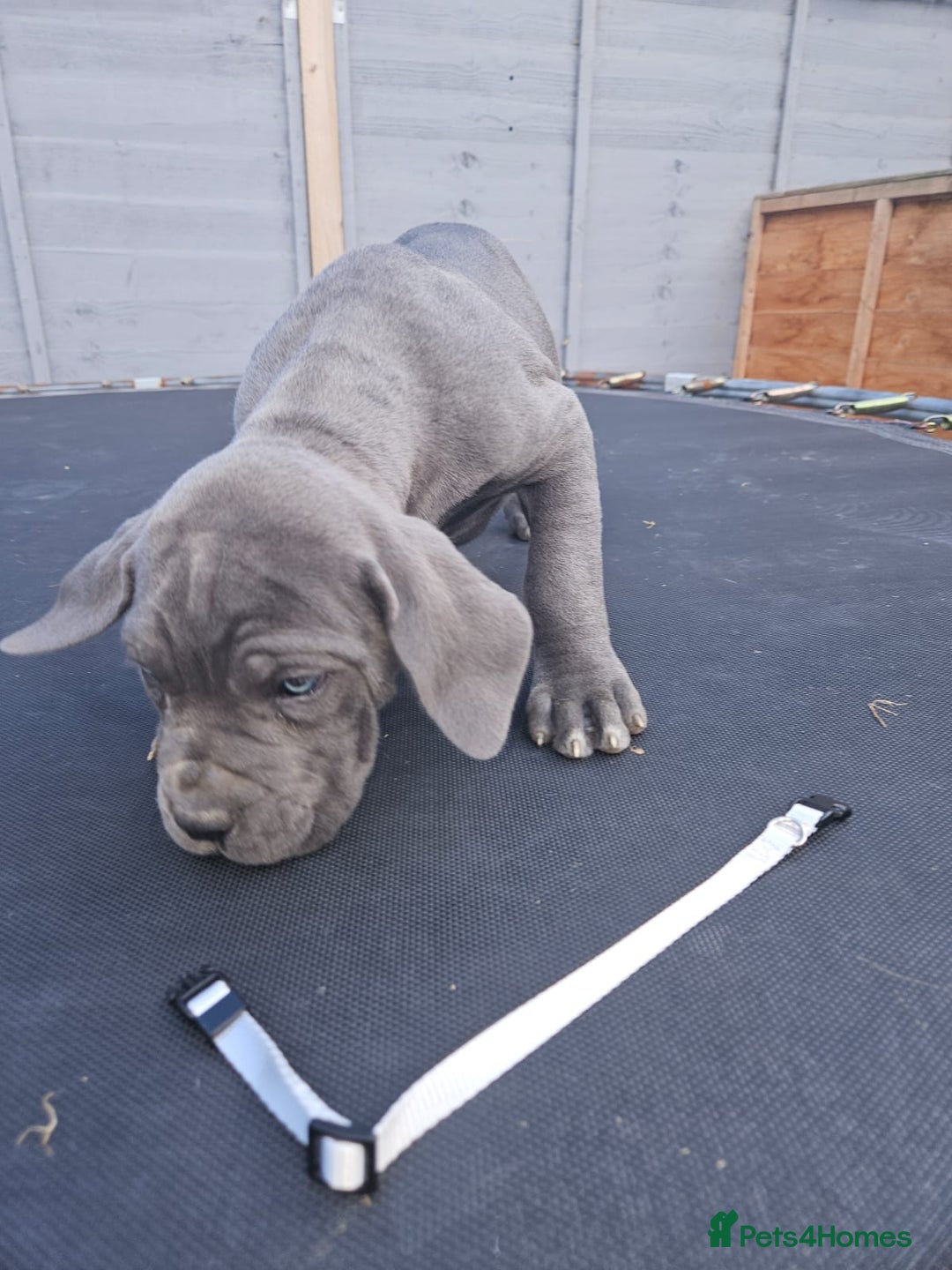 Cane Corso dogs for sale: Look 👀 absolutely stunning cane corso. - Image 34