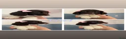 Sprocker dogs for sale: Sprocker puppies  - Advert 6