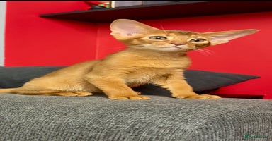Abyssinian cats Gorgeous Abyssinian Kittens  Ready December 2025 - Advert 15
