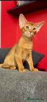 Abyssinian cats Gorgeous Abyssinian Kittens Ready December 2025 - Advert 6