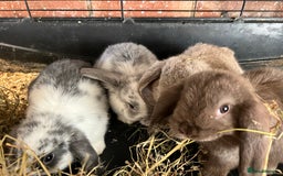 Mini Lop rabbits for sale: Super Friendly Mini Lop Babies - Image 8
