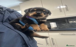 Rottweiler dogs for sale: Kc Registered Rottwiler Puppies  - Image 12