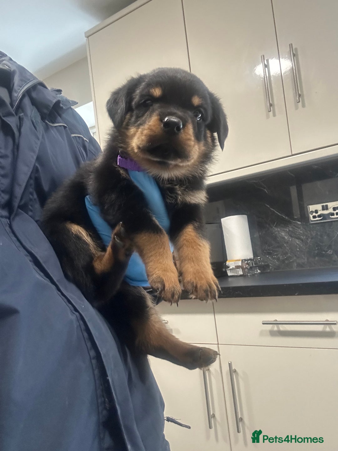 Rottweiler dogs for sale: Kc Registered Rottwiler Puppies  - Image 12