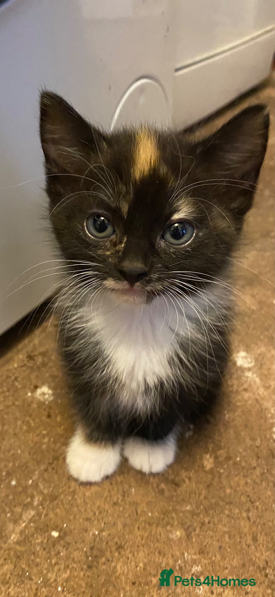 Mixed Breed cats Female kitten - Advert 2