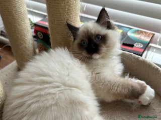 Ragdoll cats TICA registered champion line ragdoll kittens. - Advert 1