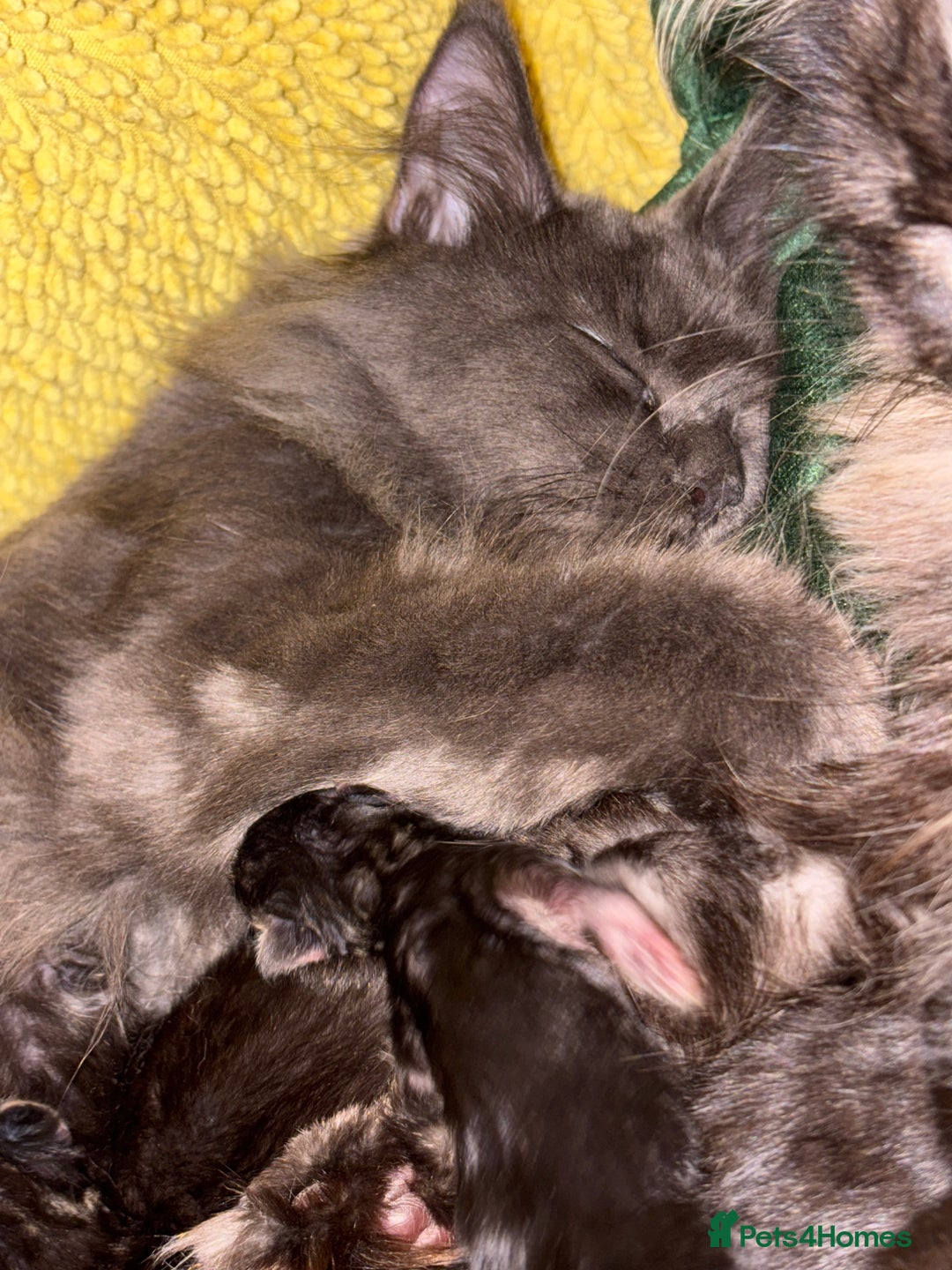 Maine Coon cats for sale: ✨Maine Coon Kittens Available - Champion Pedigree✨ - Image 22