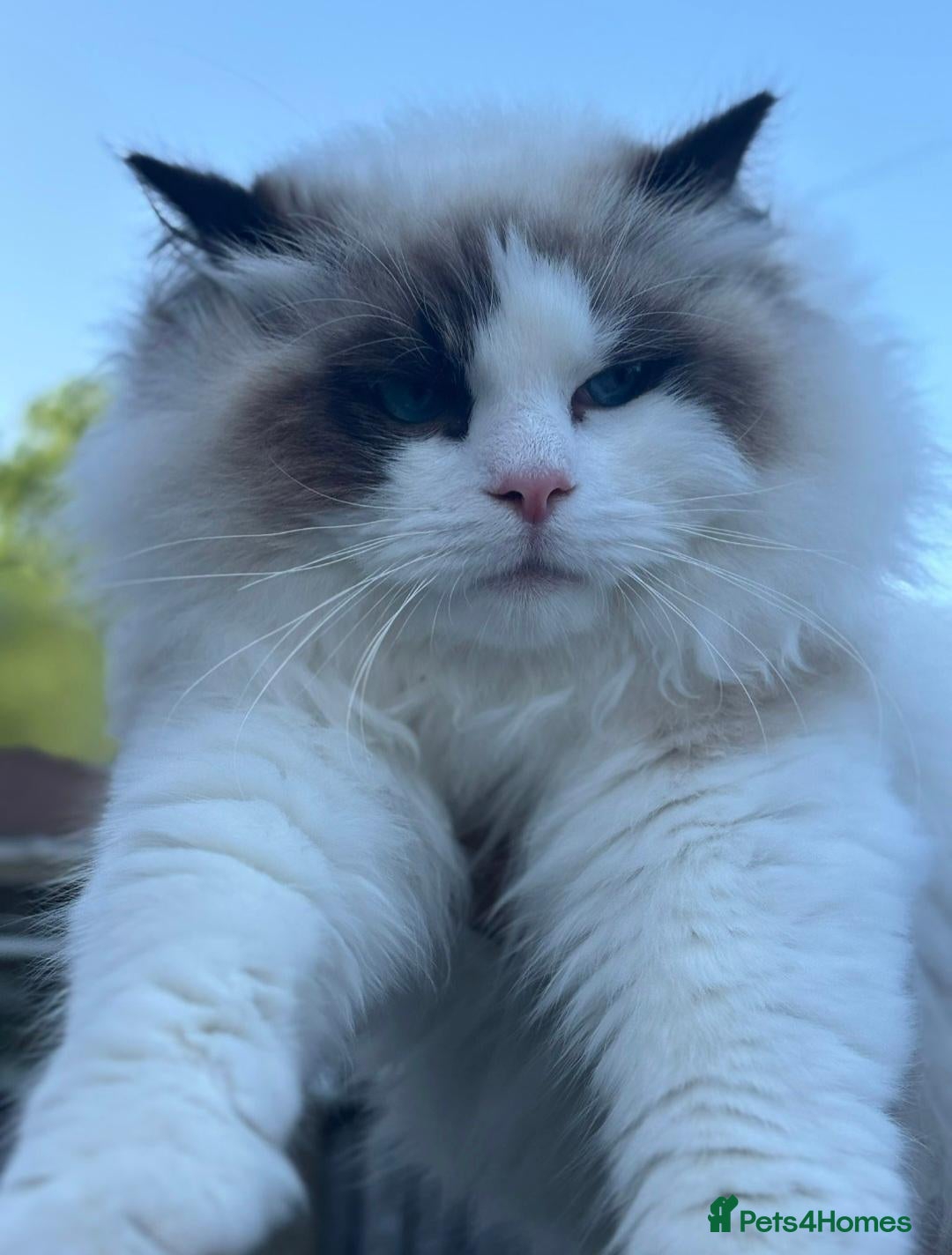 Ragdoll cats for stud: European Seal Bicolour Ragdoll Stud ONLY - Advert 1