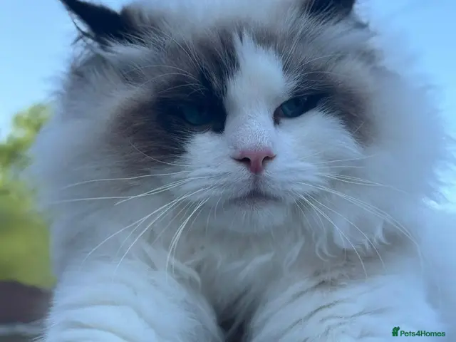 Ragdoll cats for stud: European Seal Bicolour Ragdoll Stud ONLY - Advert 4
