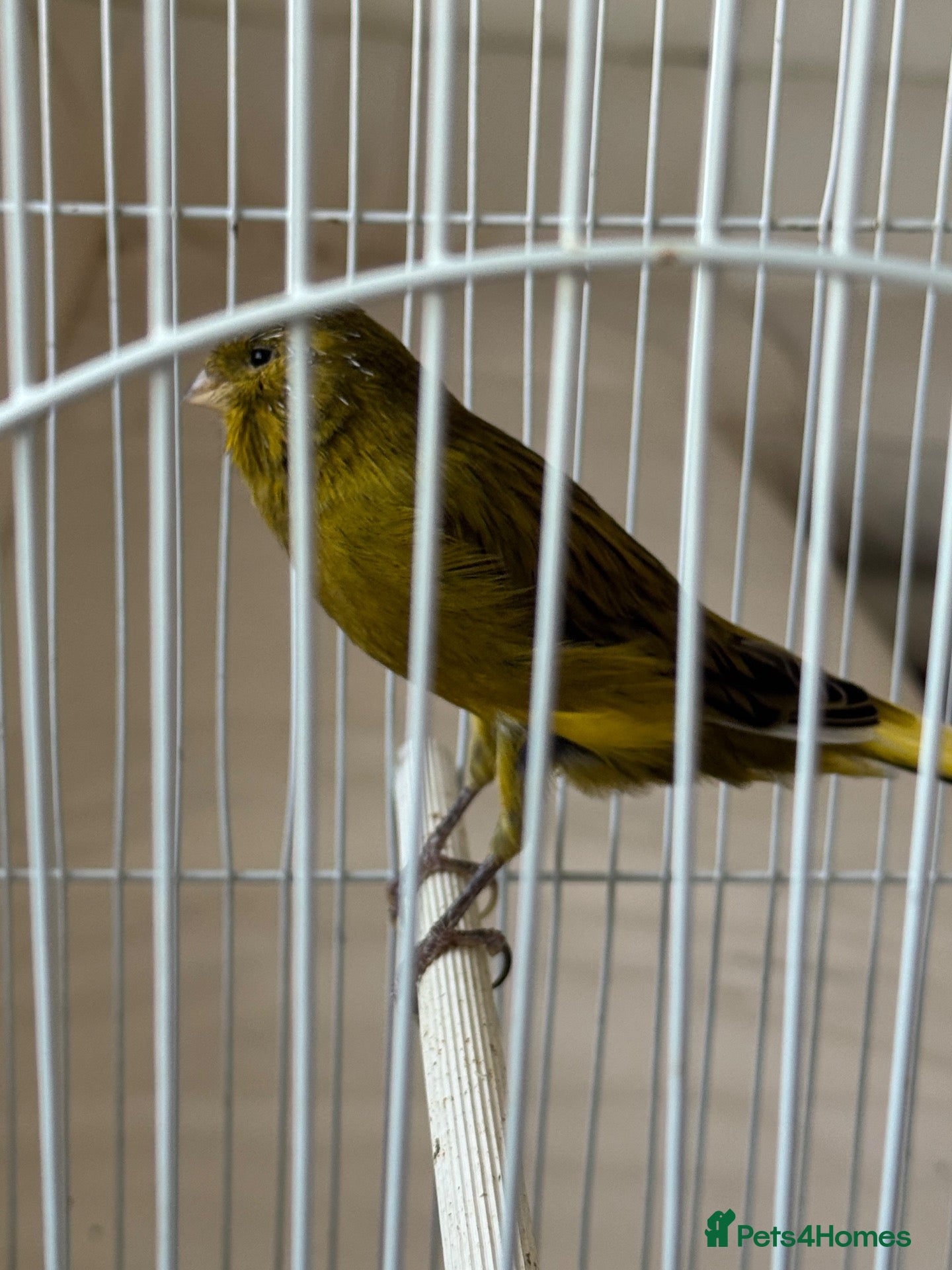 Canaries birds Yourkshire canary birds - Advert 3
