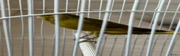 Canaries birds for sale: Yourkshire canary birds in Harrow - Advert 1