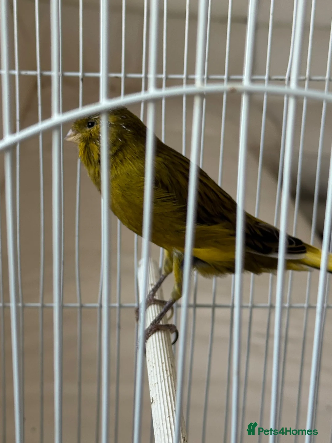 Canaries birds for sale: Yourkshire canary birds in Harrow - Advert 1