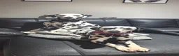 Dalmatian dogs for sale: Dalmation puppies announcement  - Advert 1