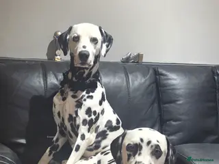 Dalmatian dogs Dalmation puppies announcement - Advert 2