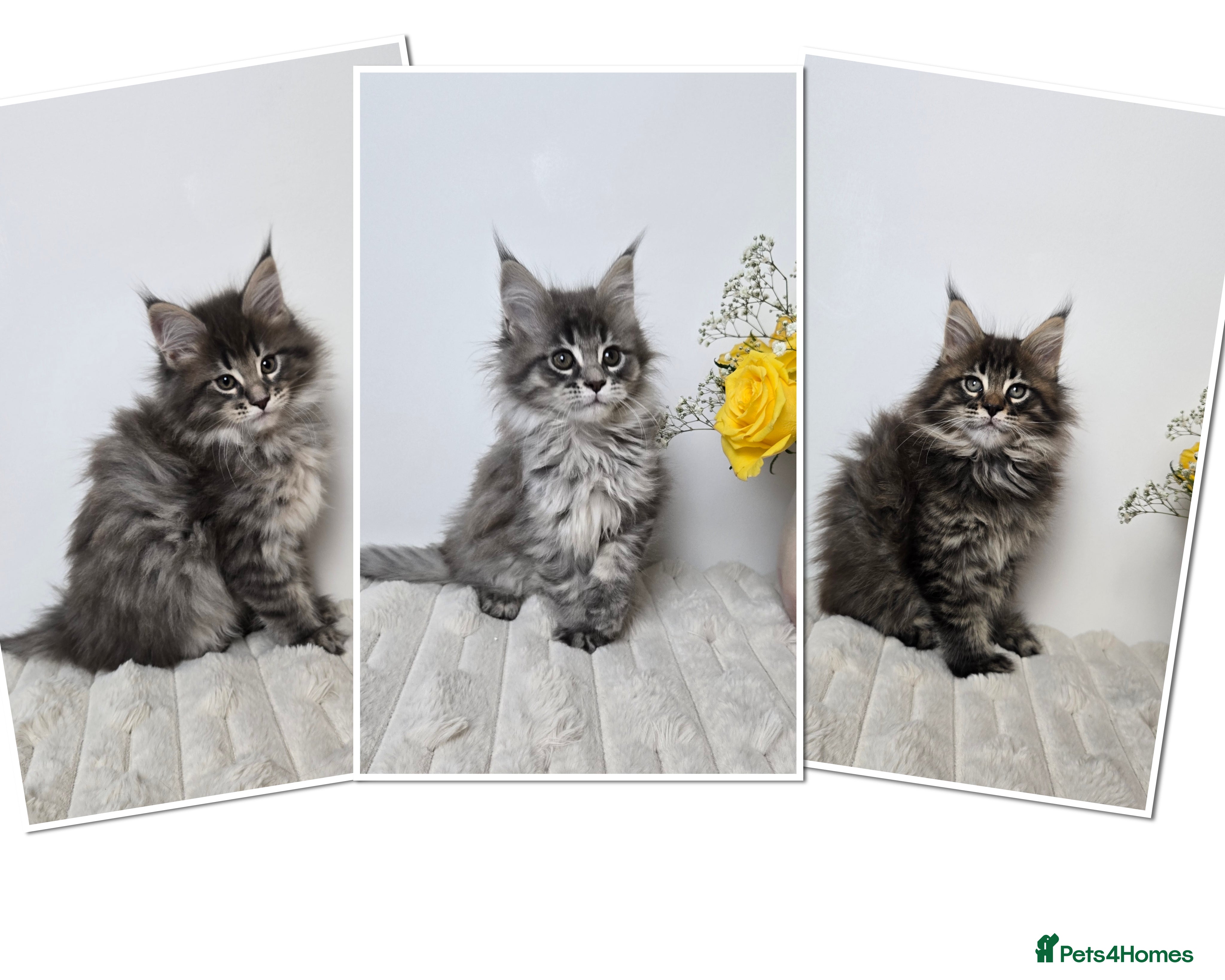 Maine Coon cats TICA registered maine coon kittens - Advert 8