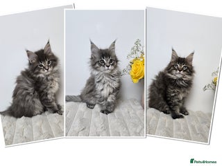 Maine Coon cats TICA registered maine coon kittens - Advert 8
