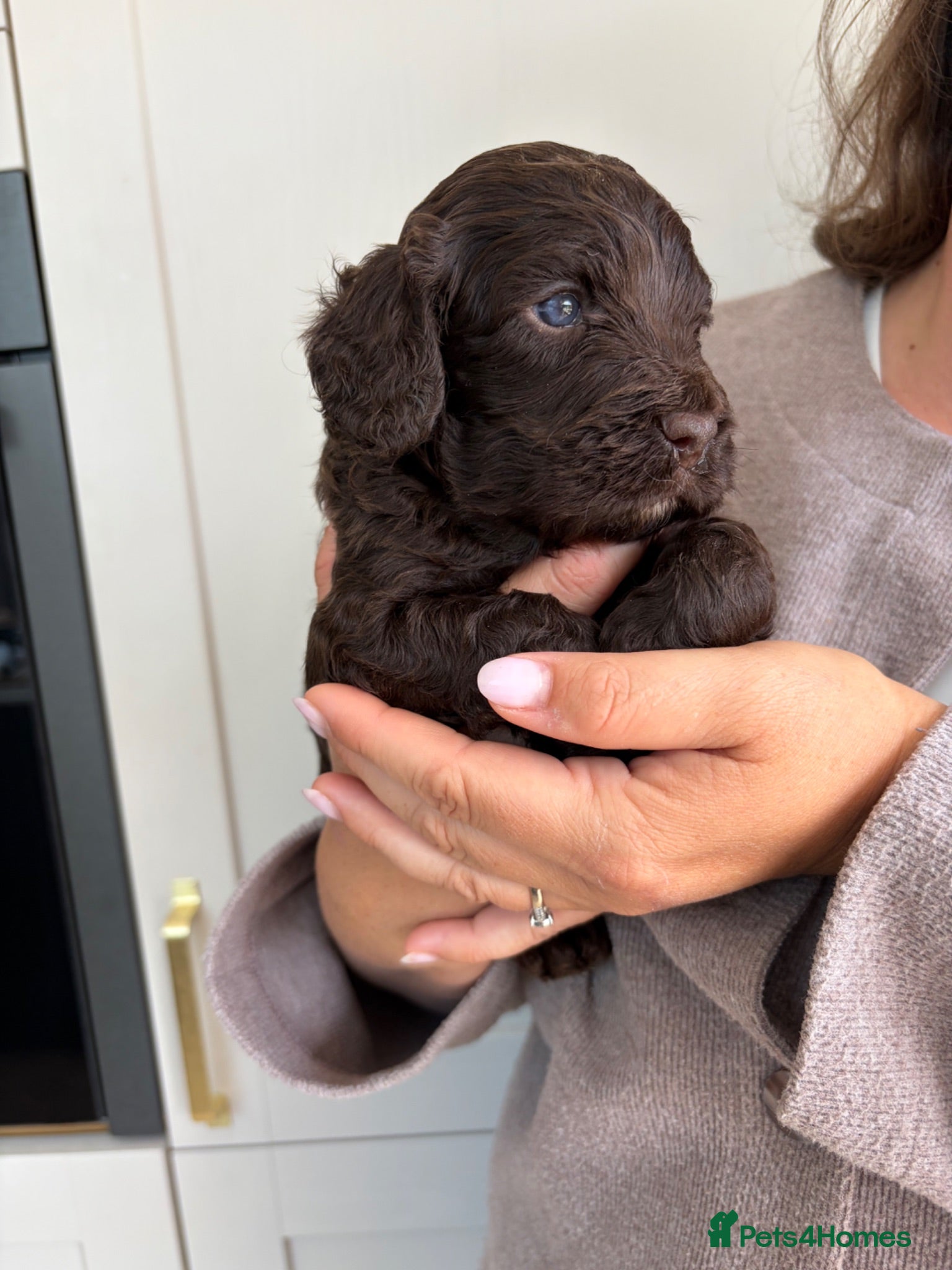 Cavapoo dogs F1 Chocolate Dream Cavapoos 🤎 - Advert 2