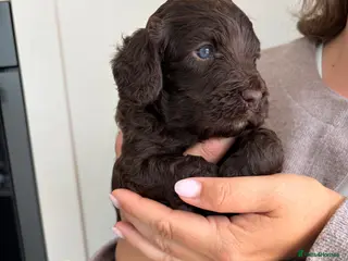 Cavapoo dogs F1 Chocolate Dream Cavapoos 🤎 - Advert 2