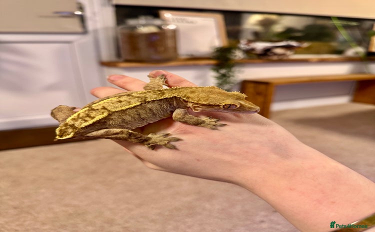Gecko reptiles - Advert 2