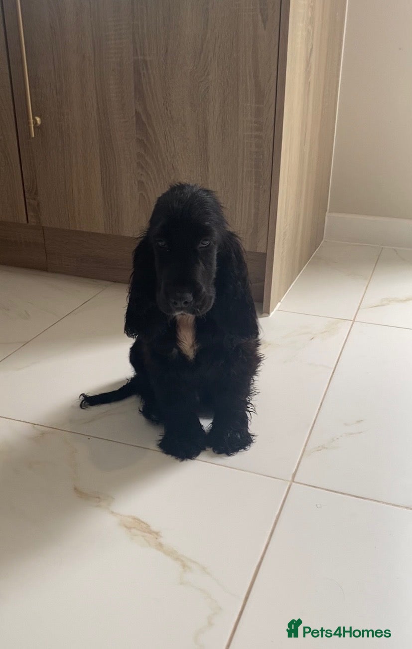 Cocker Spaniel dogs 1 STUNNING KC SHOW COCKER AVAILABLE  - Advert 2