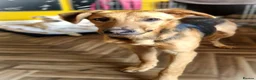 Mixed Breed dogs for sale: Lovely Lucy 7 months old is ready to find her home - Advert 2